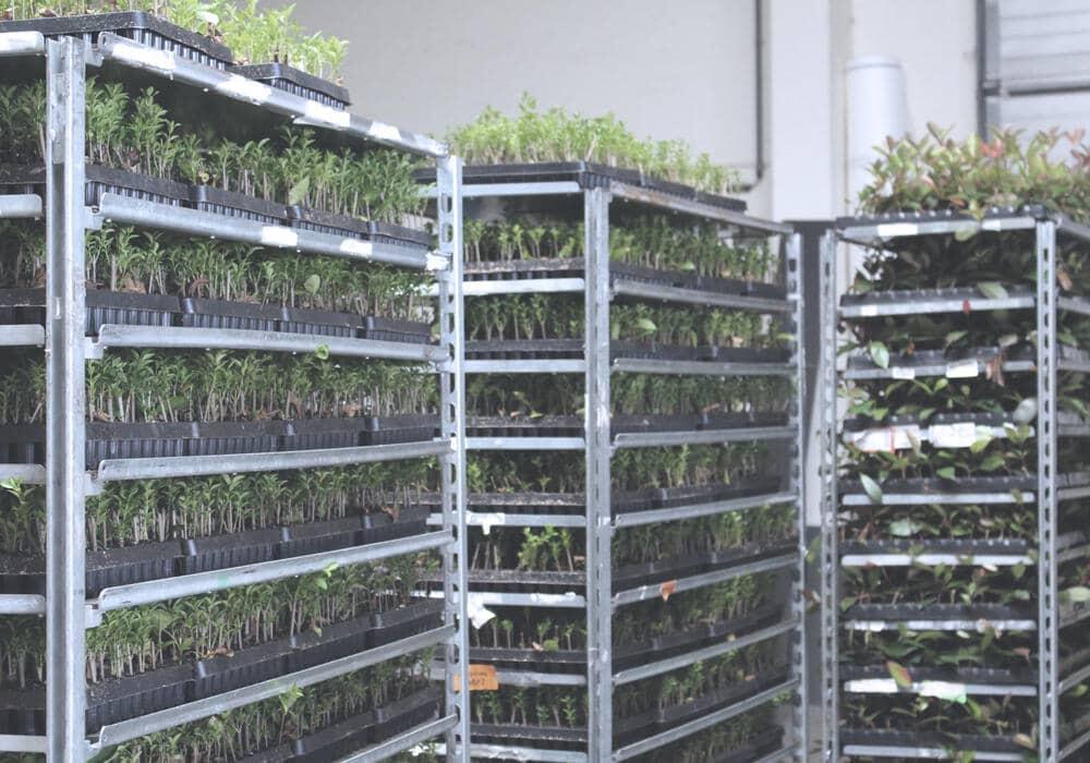 WAAK plantenkwekerij plantgoed